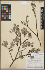 Foto von Salix appendiculata Vill.